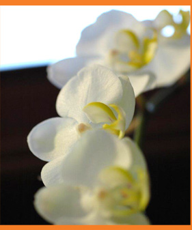 Hair, Color & Make-up Services at Salon Bodhi - Denver, Colorado